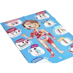 Пазл Hape Тіло людини 60 елементів (E1635) - мініатюра 6
