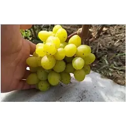Саджанець Agro-Market Виноград Аркадія (ранній термін дозрівання, один з кращих сортів в Україні) 1 шт. в упаковці (17684) - мініатюра 4