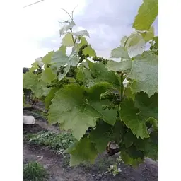 Саджанець Agro-Market Виноград Юпітер (кишмиш, ранній термін дозрівання, морозостійкість до -27⁰С) 1 шт. в упаковці (17705) - мініатюра 6
