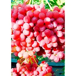 Саджанець Agro-Market Виноград Червоний палець (кишмиш, ранньо-середній термін дозрівання) 1 шт. в упаковці (20042) - мініатюра 2