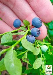 Саджанець Agro-Market Чорниця Лісова Перлина (ароматний сорт) 1 шт. в пакуванні (178536) - мініатюра 2