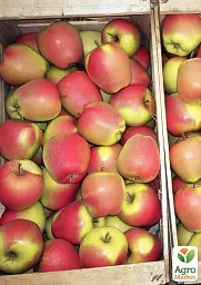 Саджанець Agro-Market Яблуня Голд Чіф (великоплідний сорт, зимовий сорт, середній термін дозрівання) 1 шт. в упаковці (176369) - мініатюра 3