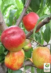 Саджанець Agro-Market Нектарин Рубіновий (лисий персик, літній сорт, середній термін дозрівання) 1 шт. в упаковці (15918) - мініатюра 5