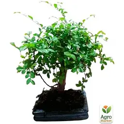 Бонсай Agro-Market Zelkova (63545) 1 саджанець в упаковці  кімнатний