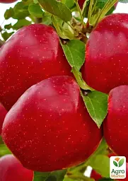 Саджанець Agro-Market Яблуня Джероміне (зимовий сорт, пізній термін дозрівання) 1 шт. в упаковці (176368) - мініатюра 2