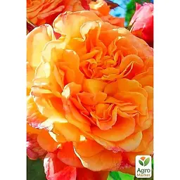 Троянда плетиста Agro-Market Піч Мельба саджанець класу АА+ вищий сорт 1 шт. в упаковці (178159) - мініатюра 2