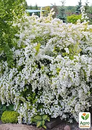 Саджанець Agro-Market Спірея Вангутта 3-річна (Spiraea vanhouttei) вазон С5 (115613) - мініатюра 3