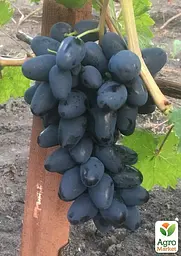 Саджанець Agro-Market Виноград Чорний Кристал (двостатевий, гармонійний смак, хрустка м'якоть) 1 шт. в пакуванні (182417) - мініатюра 2