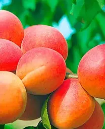 Саджанець Agro-Market Абрикос Цунамі (літній сорт, ранній термін дозрівання) (39876) 1 шт. в упаковці - мініатюра 2
