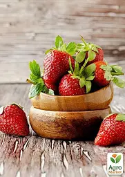 Саджанець Agro-Market Полуниця Профьюжен (Profession) (ремонтантний сорт) 5 шт. в пакуванні (37291) - мініатюра 3