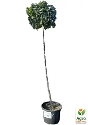 Саджанець Agro-Market Клен штамбовий гостролистий Globosum висота 180-200 см 1 шт. в упаковці (180158) - мініатюра 3