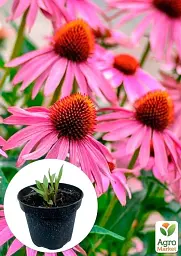 Саджанець Agro-Market Ехінацея лікарська Primadonna Deep Rose вазон С2, 1 шт. в упаковці (115631) - мініатюра 3