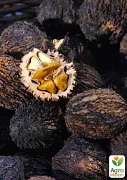 Саджанець Agro-Market Чорний горіх Маньчжурський (середній термін дозрівання) 1 шт. в упаковці (36180) - мініатюра 2
