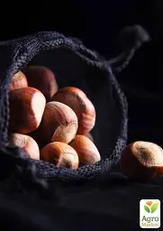 Саджанець Agro-Market Фундук Варшавський (червонолисний, середній термін дозрівання, перехресне запилення, садити по 2 шт.) 1 шт. в упаковці (24114) - мініатюра 3