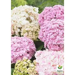 Саджанець Agro-Market Гортензія крупнолистова ремонтантна Doppio Nuvola вазон Р9 (183479) 1 шт. в упаковці - мініатюра 2