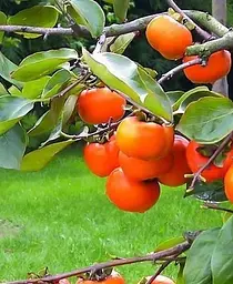Саджанець Agro-Market Хурма на віргінській морозостійкій підщепі Волове серце вищий сорт! (26255) 1 шт. в упаковці - мініатюра 6