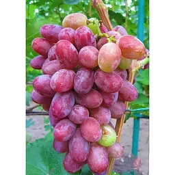 Саджанець Agro-Market Виноград Граф Монте Крісто (ранньо-середній термін дозрівання, морозостійкість до -25⁰С) 1 шт. в упаковці (36271) - мініатюра 3