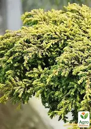 Саджанець Agro-Market Ялівець сланкий на штамбі Goldschatz С2 висота 60-80 см 1 шт. в упаковці (182567) - мініатюра 3