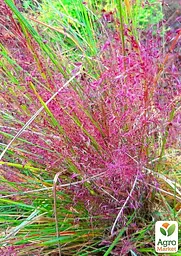 Ерагростіс рожевий "Eragrostis spectabilis" (183672) 1 саджанець - мініатюра 3