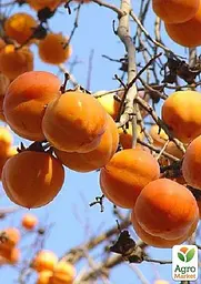 Саджанець Agro-Market Хурма Корольок на віргінській морозостійкій підщепі 1 шт. в упаковці (44807) - мініатюра 7