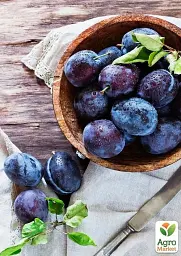 Саджанець Agro-Market Слива Каліпсо 1 шт. в упаковці (43988) - мініатюра 3
