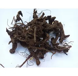 Чистотіл Корінь Бордун Бородавник прозорник Chelidonium majus - мініатюра 1