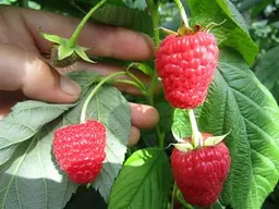 Саджанець Agro-Market Малина Хімба Топ (Himbo-Top) ремонтантний великоплідний сорт) 2 шт. в пакуванні (24602) - мініатюра 2
