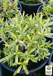 Саджанець Agro-Market Лаванда пестролиста Platinum Blonde (контейнер № 10, висота 10-15 см) (48063) - мініатюра 2