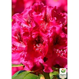 Саджанець Agro-Market Рододендрон вічнозелений Olin O Dobbs (Олін Про Доббс) (120478) 1 шт. в упаковці - мініатюра 2