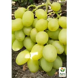 Саджанець Agro-Market Виноград Сенатор (селекція Бурдака АВ, ранній, великий, солодкий) (183611) 1 шт. - мініатюра 2