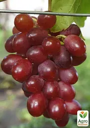 Саджанець Agro-Market Виноград Посмішка (оригінальний сорт японської селекції) (50816) 1 шт. в пакуванні - мініатюра 2