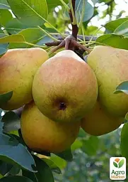 Саджанець Agro-Market Груша Осінь Буковини (осінній сорт, середній термін дозрівання) 1 шт. в упаковці (35449) - мініатюра 4