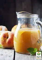Саджанець Agro-Market Персик Фаворит Мореттіні (літній сорт, ранній термін дозрівання) 1 шт. в упаковці (15912) - мініатюра 3