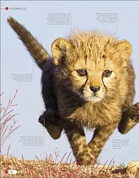 Born to be Wild. How Baby Animals Survive and Thrive - мініатюра 2