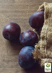 Саджанець Agro-Market Слива Каліпсо 1 шт. в упаковці (43988) - мініатюра 2