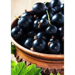 Саджанець Agro-Market Смородина чорна Чорний Бумер (ранній термін дозрівання, смак один з кращих серед великоплідних) 1 шт. в упаковці (17544) - мініатюра 2