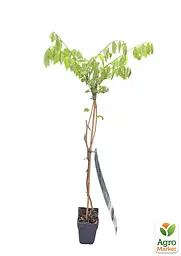 Гліцинія 3-х річна японська "Іссаї" (Wisteria chinensis Issai) С2 висота саджанця 60-100см (185367) 1 саженец Нідерланди - мініатюра 2