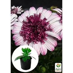 Саджанець Agro-Market Остеоспермум махровий 3D Berry White (116338) 1 шт. в упаковці - мініатюра 3