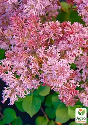 Саджанець Agro-Market Бузок Мейєра інвітро Пінк Парфум (Pink Parfum) вазон С1,5 (155479) - мініатюра 2