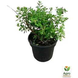Саджанець Agro-Market Спірея ніппонська 2-х річна Snowmound вазон С2 висота 20-40 см (176819) 1 шт. в упаковці - мініатюра 6