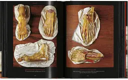 Anatomical Waxes. 45th Edition - мініатюра 14