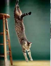Walter Chandoha. Cats. Photographs 1942-2018 - мініатюра 9
