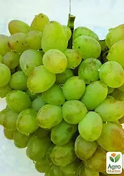 Саджанець Agro-Market Виноград Монарх (ранньо - середній, дуже велика ягода) 1 шт. в пакуванні (20043) - мініатюра 3
