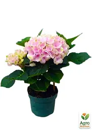 Саджанець Agro-Market LMTD Гортензія крупнолиста квітуча 2-х річна Magical Revolution Pink (25-35см) (62270) - мініатюра 2