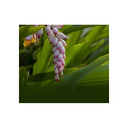 Маска для обличчя Lululun Premium Face Mask Okinawa Shell Ginger Заспокійлива з екстрактом імбиру 1 шт (4582305069501) - мініатюра 4