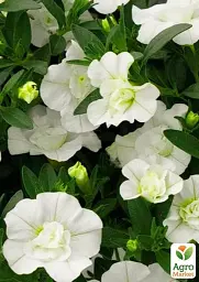 Саджанець Agro-Market Калібрахоа Neo Double White Elegance (контейнер №10, висота 10-15 см) 1 шт. в упаковці (177107) - мініатюра 3