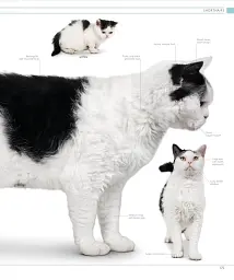 The Cat Encyclopedia - мініатюра 15