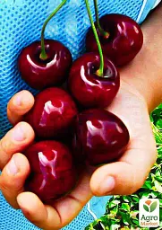 Саджанець Agro-Market Черешня Великоплідна (літній сорт, середньостиглий термін дозрівання) 1 шт. в упаковці (15786) - мініатюра 2