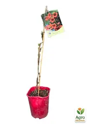 Саджанець Agro-Market Кампсис укорінюваний 2-річний Фламенко (Campsis radicans Flamenko) C2 висота 30-60 см 1 шт. в упаковці (71876) - мініатюра 3