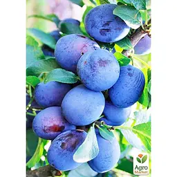 Саджанець Agro-Market Слива Чачакська рання укорінена в контейнері (саджанець 2 роки) (178603) - мініатюра 2